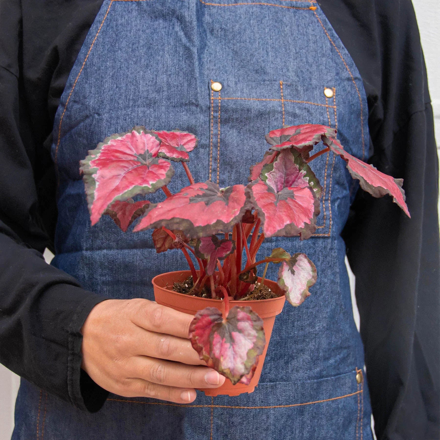 Begonia Rex 4 Pack Variety