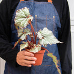 Begonia Rex 4 Pack Variety