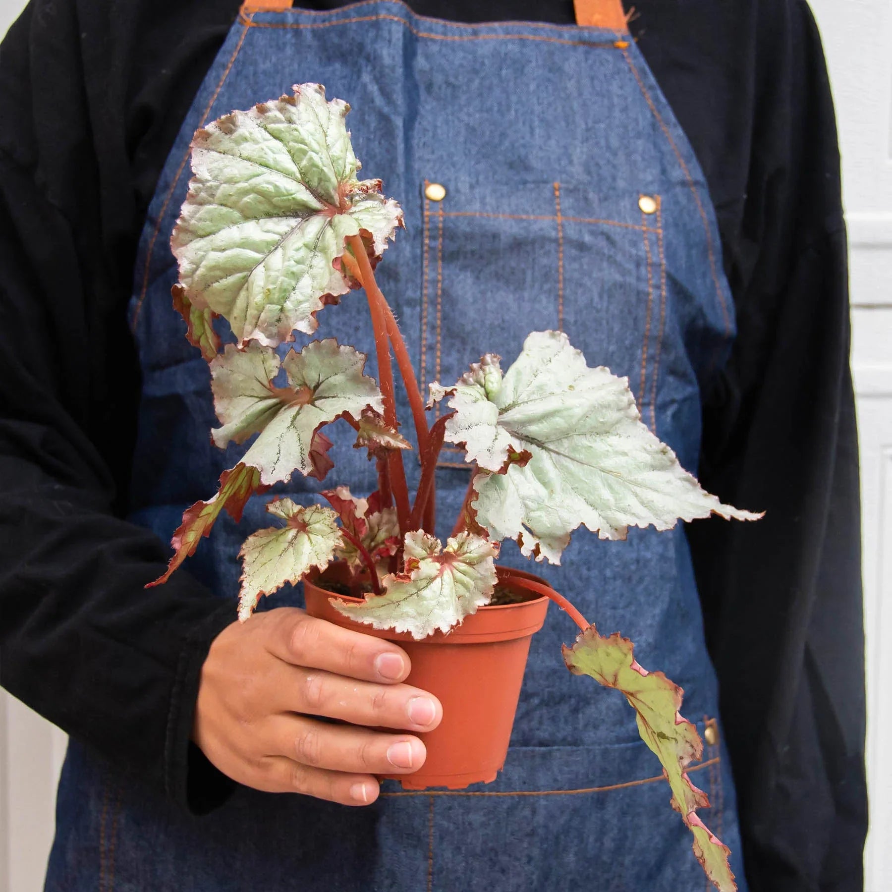 Begonia Rex 4 Pack Variety