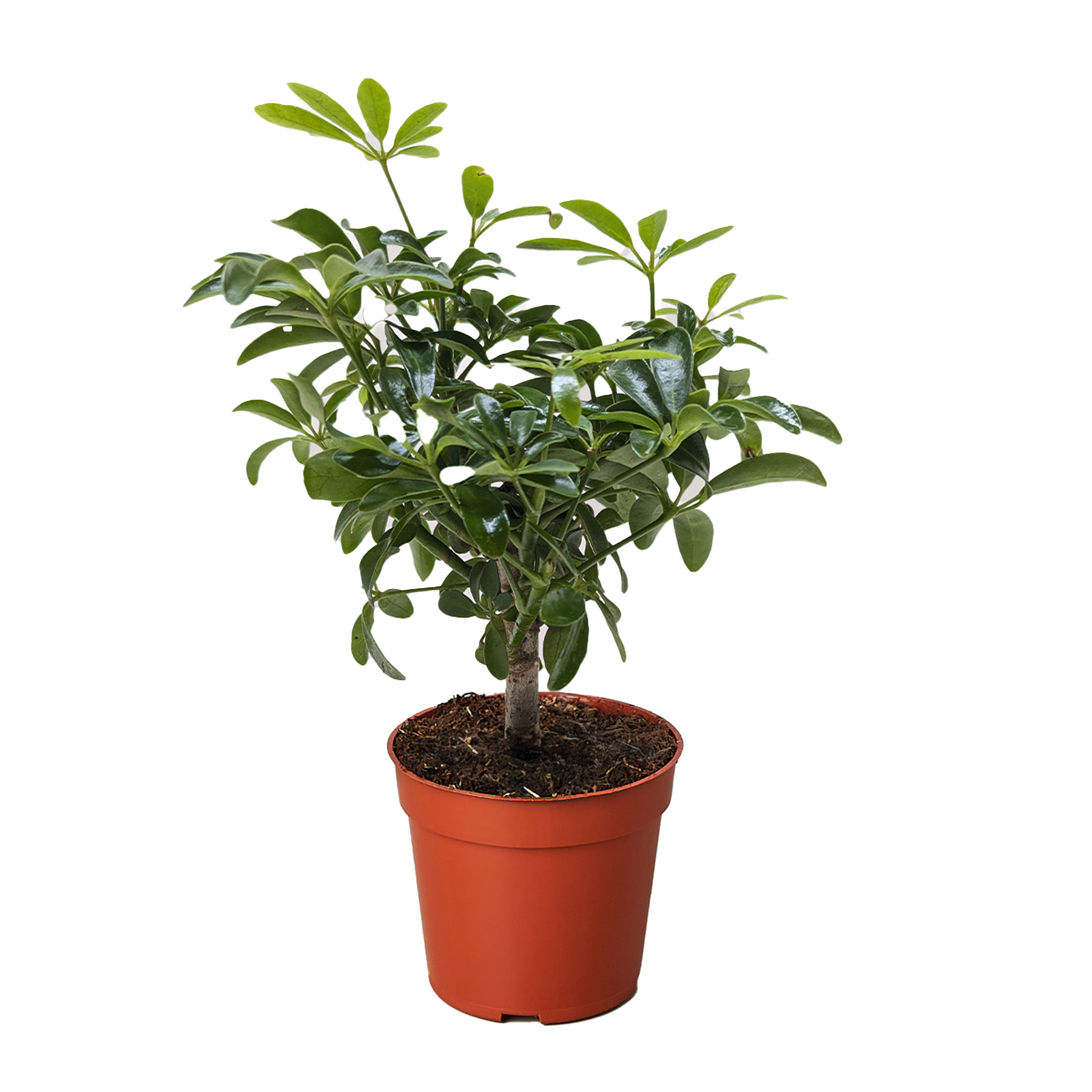 Bonsai Schefflera Arboricola