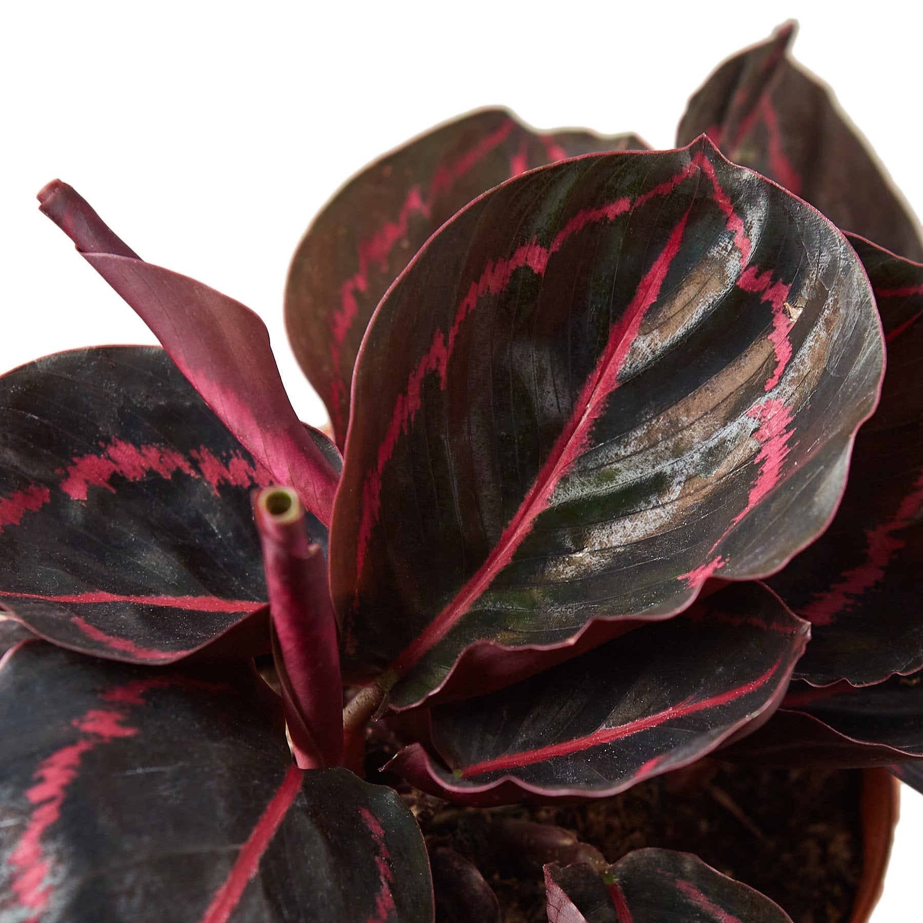 Calathea Dottie