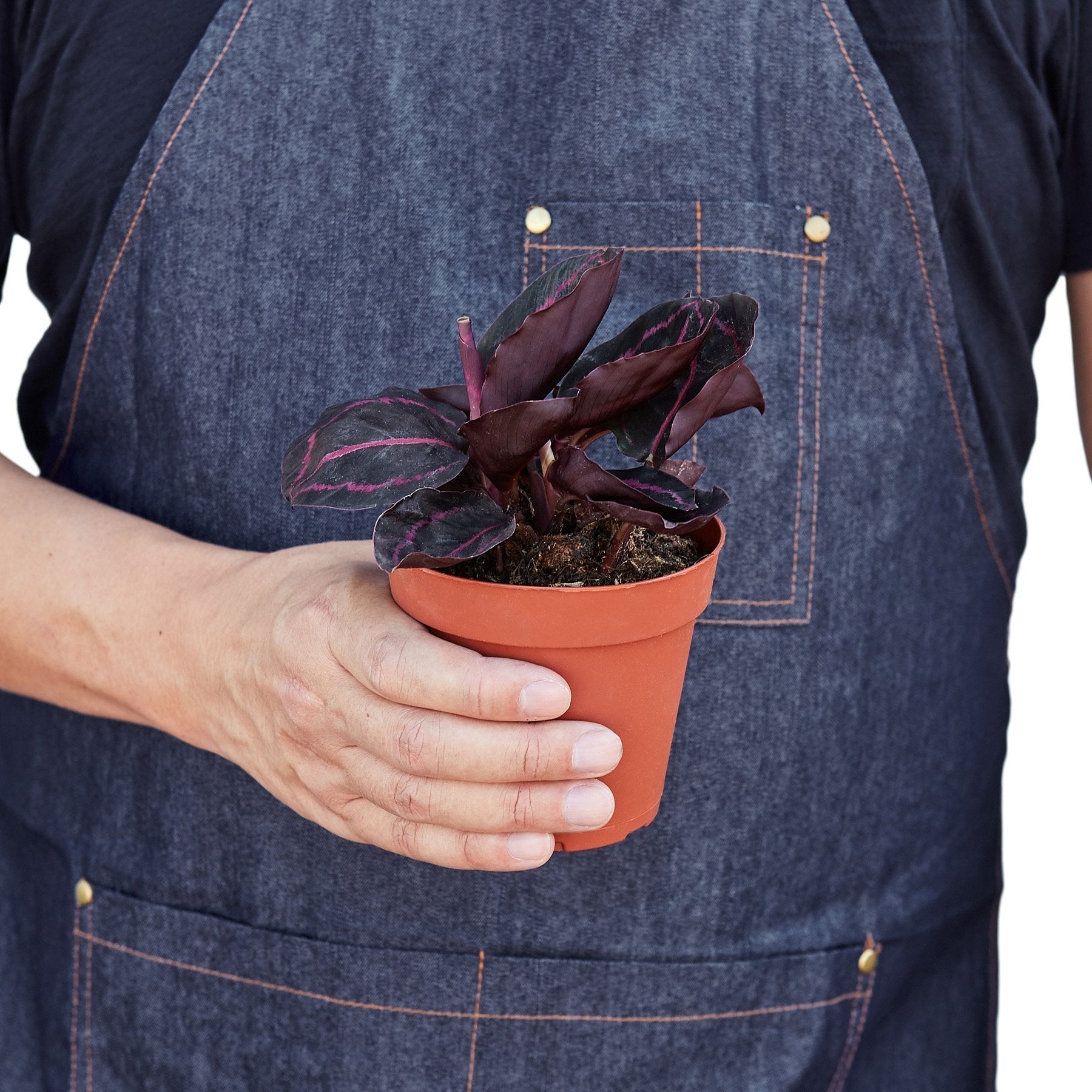 Calathea Dottie