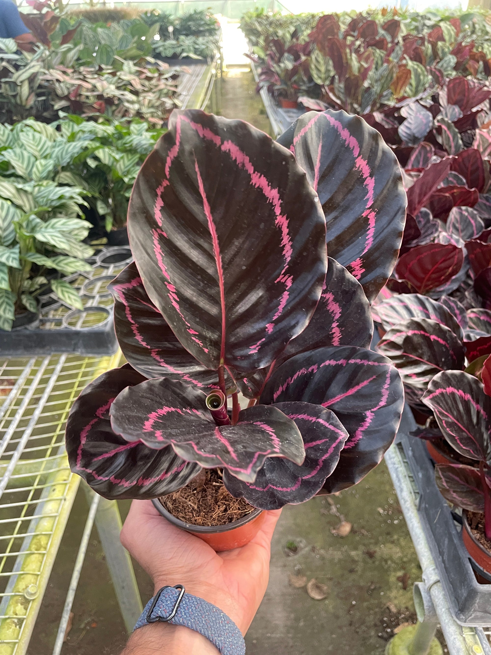 Calathea Dottie