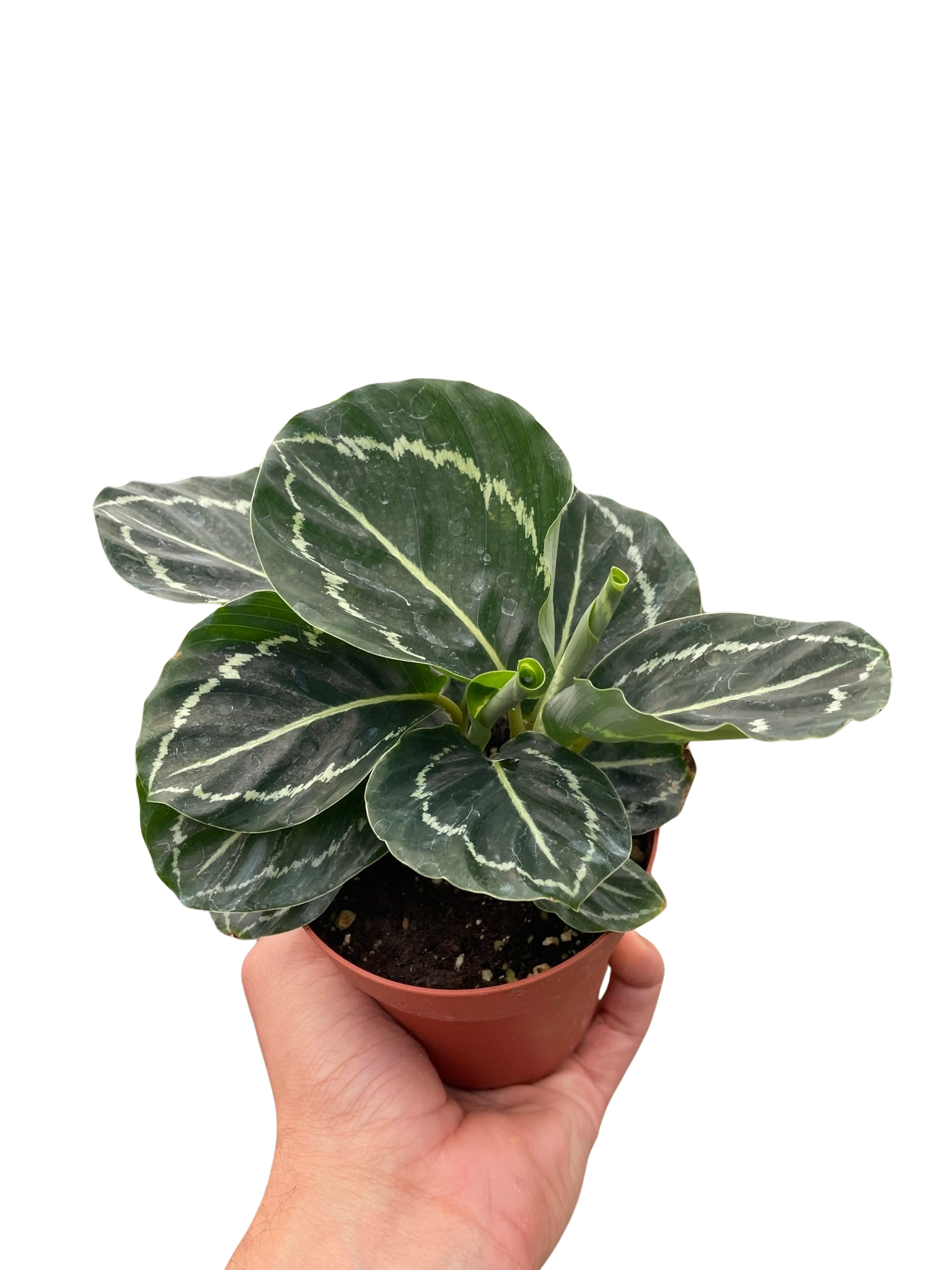 Calathea Green Goddess