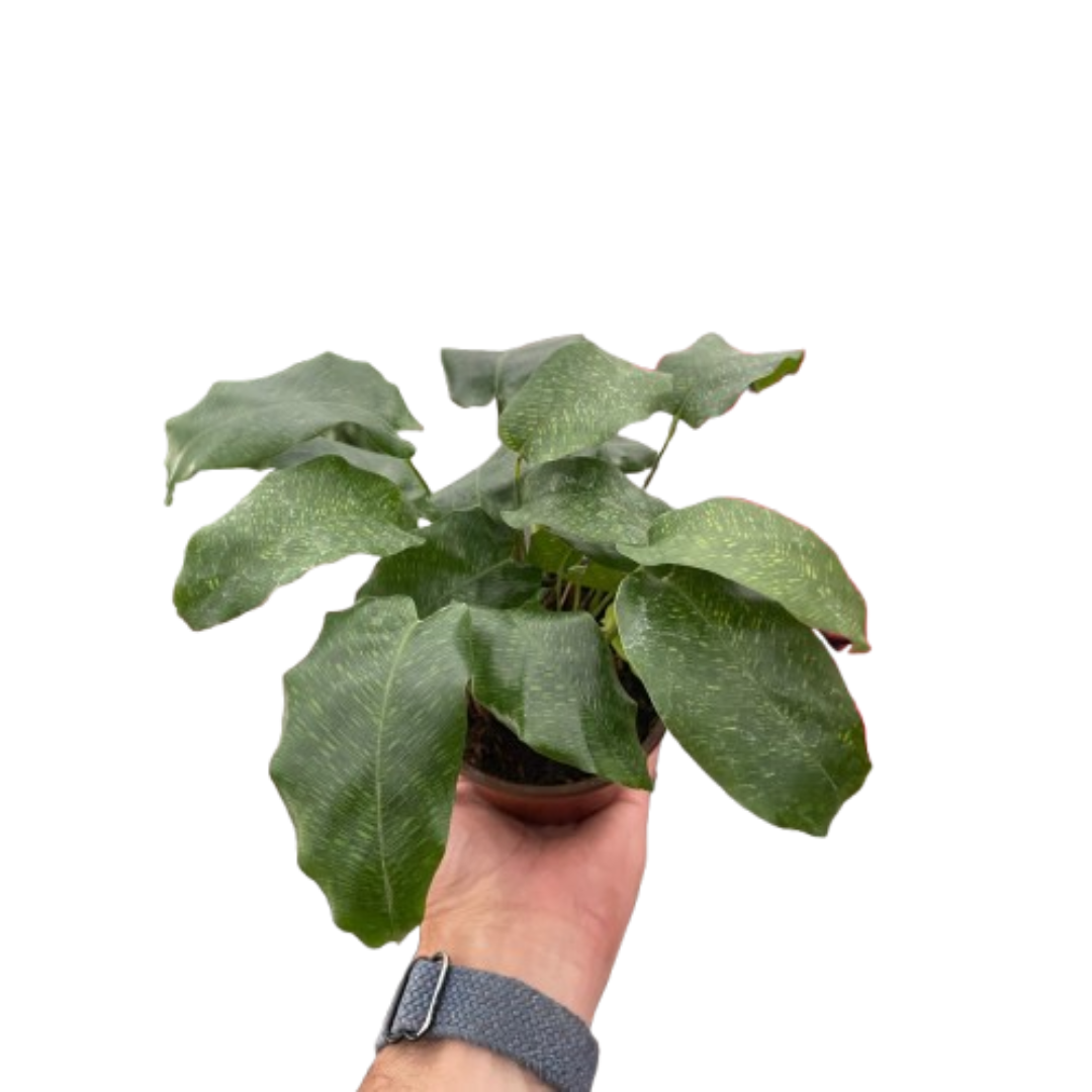 Calathea Musaica