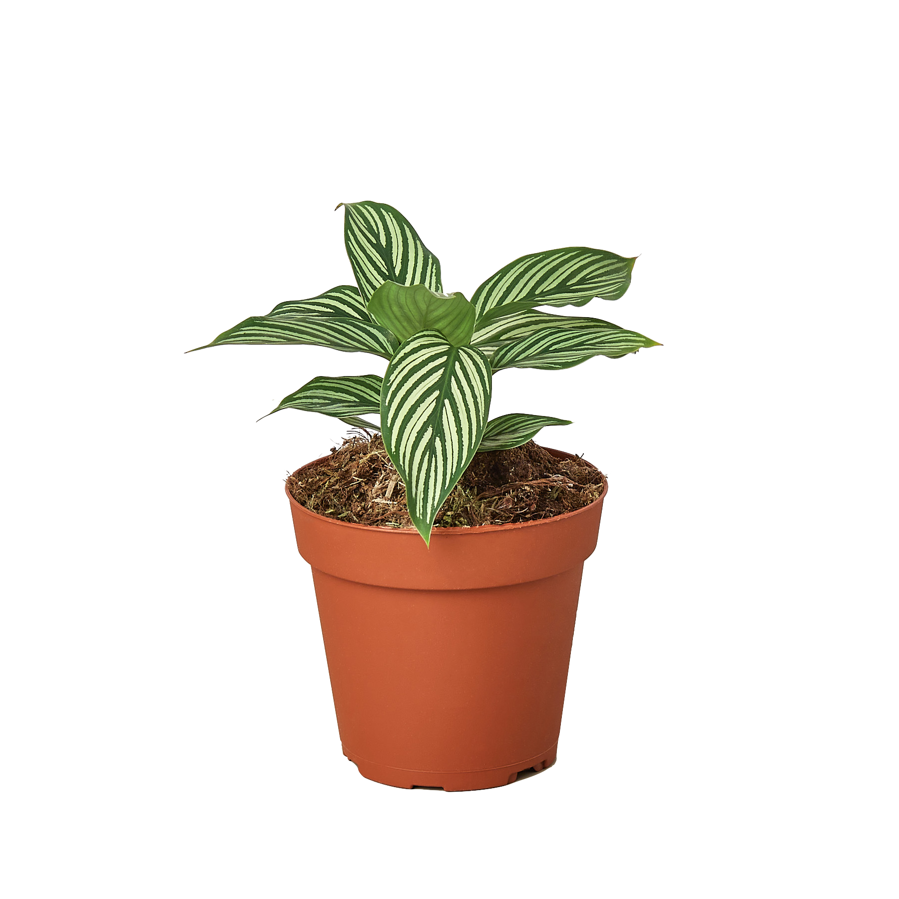Calathea Vittata