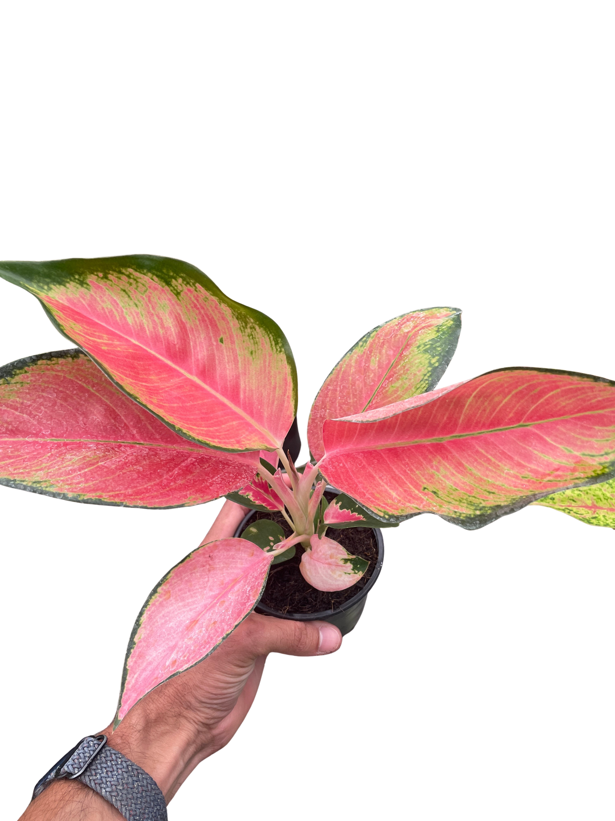 Chinese Evergreen Pink Pearl