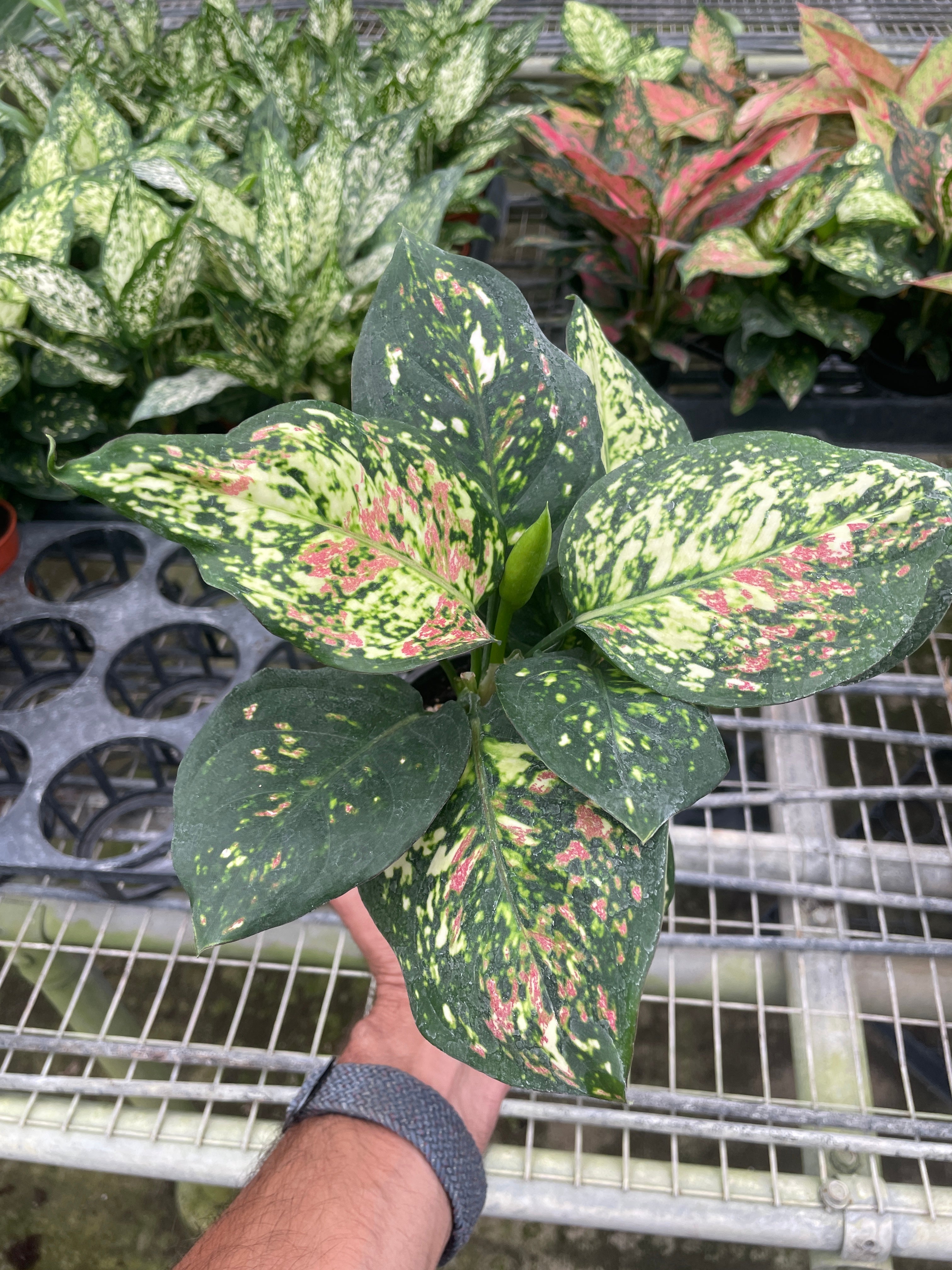Chinese Evergreen Wishes 1