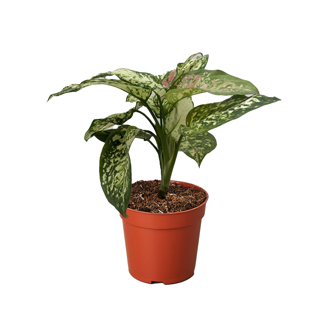 Chinese Evergreen Wishes 1