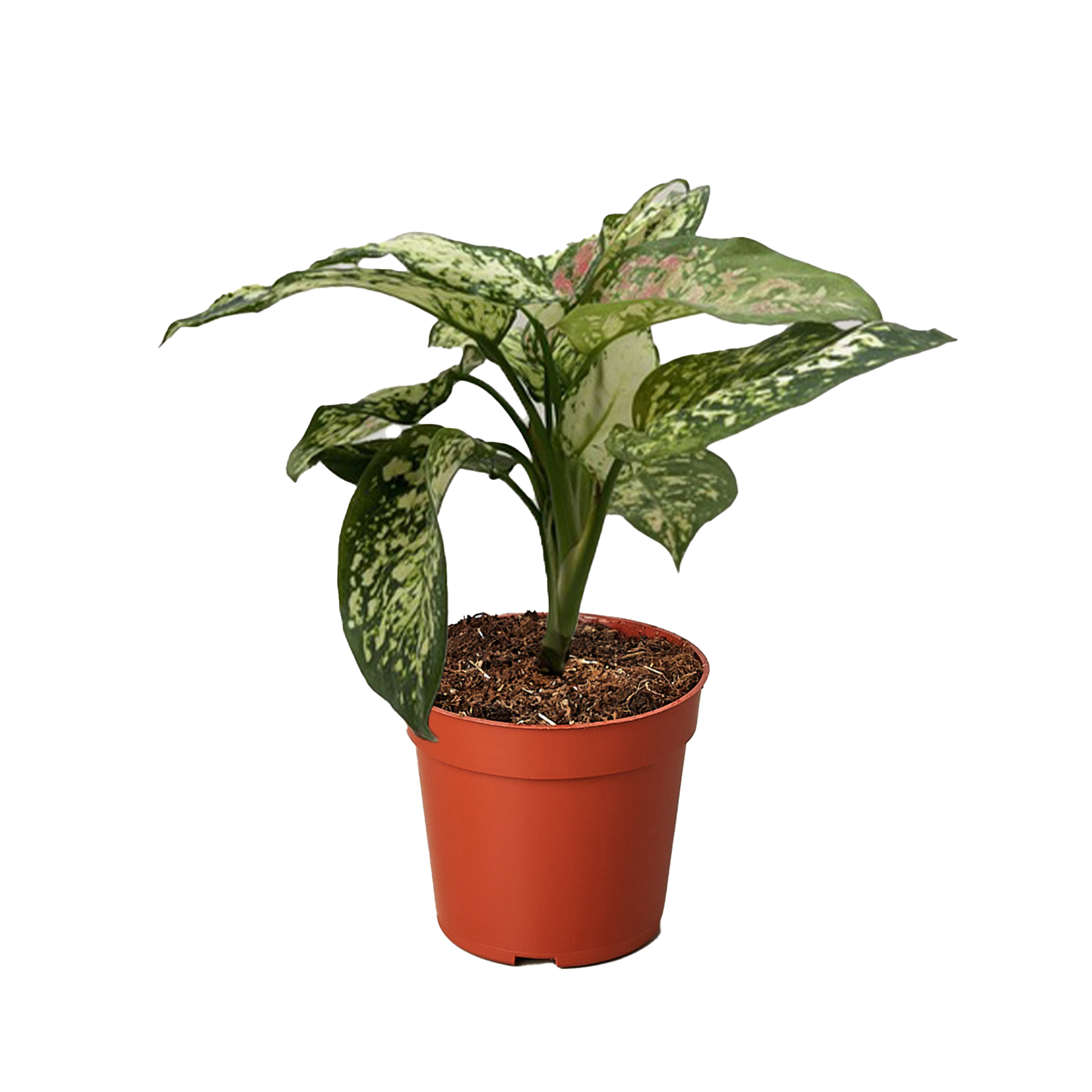 Chinese Evergreen Wishes 1