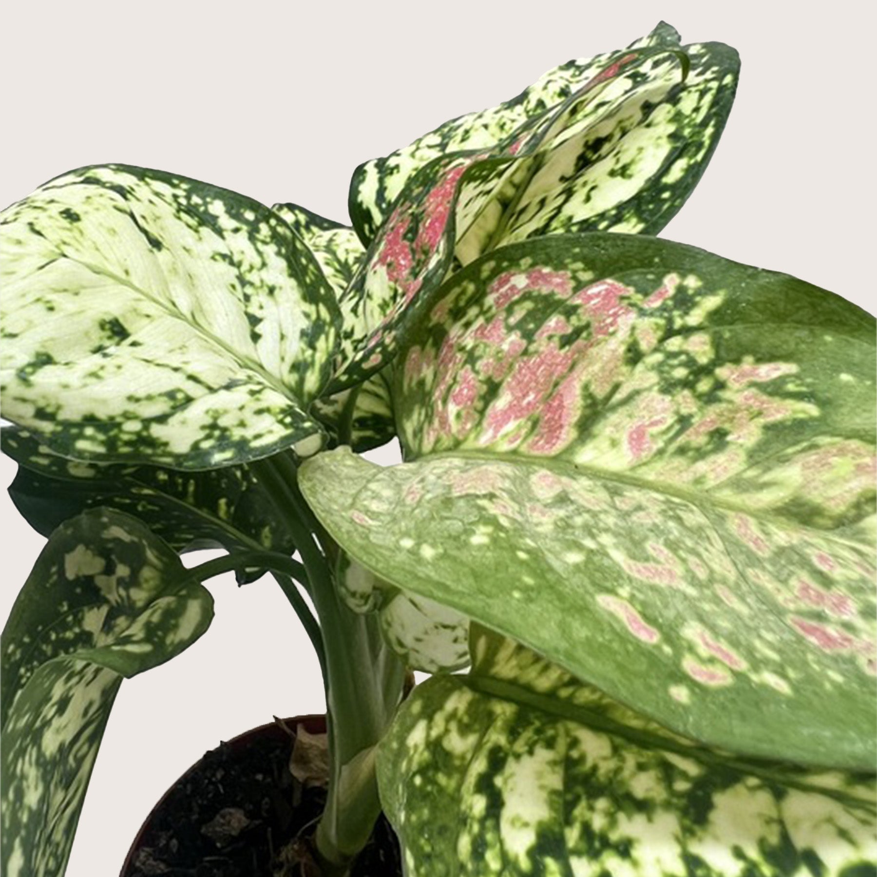 Chinese Evergreen Wishes 1