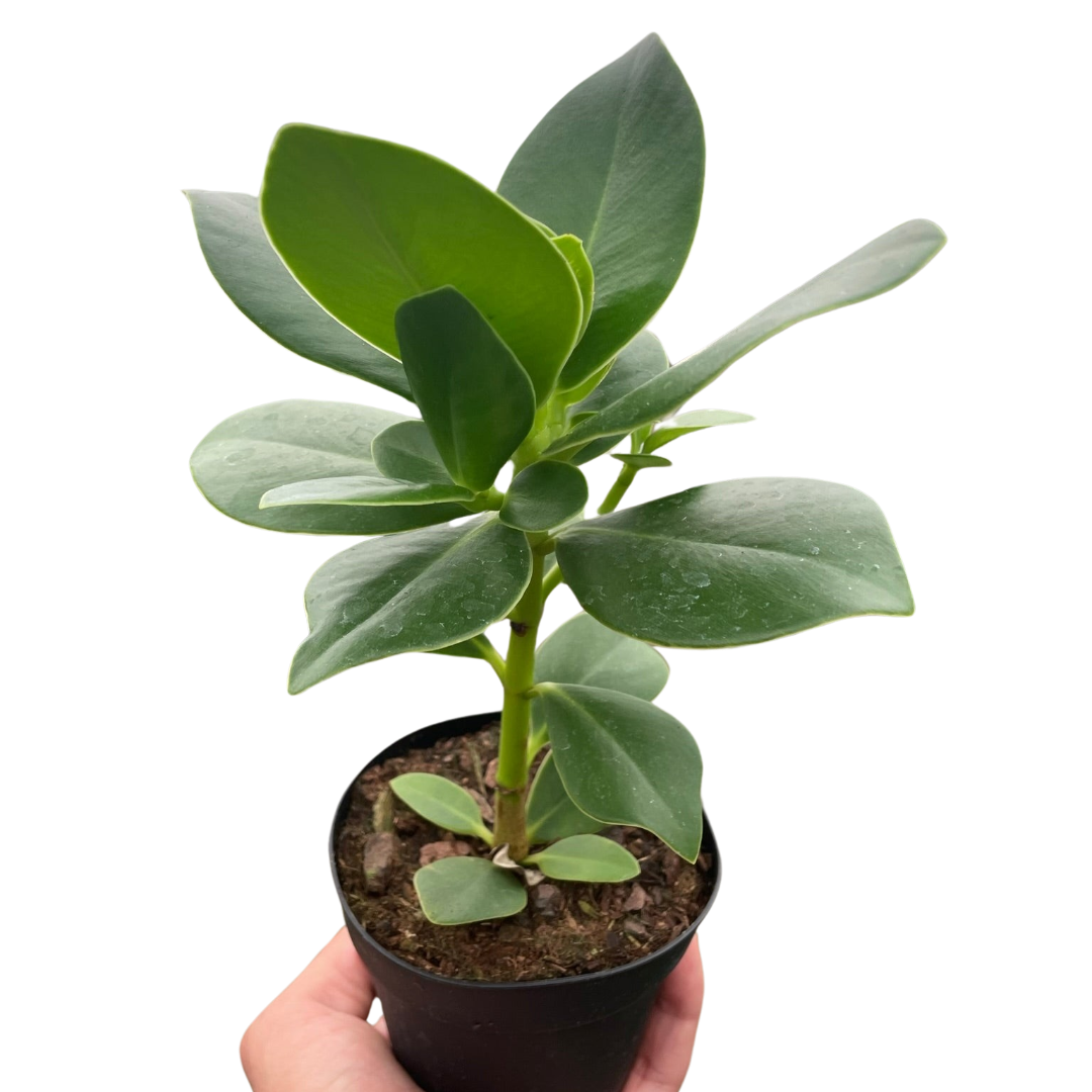 Clusia Princess Autograph Plant