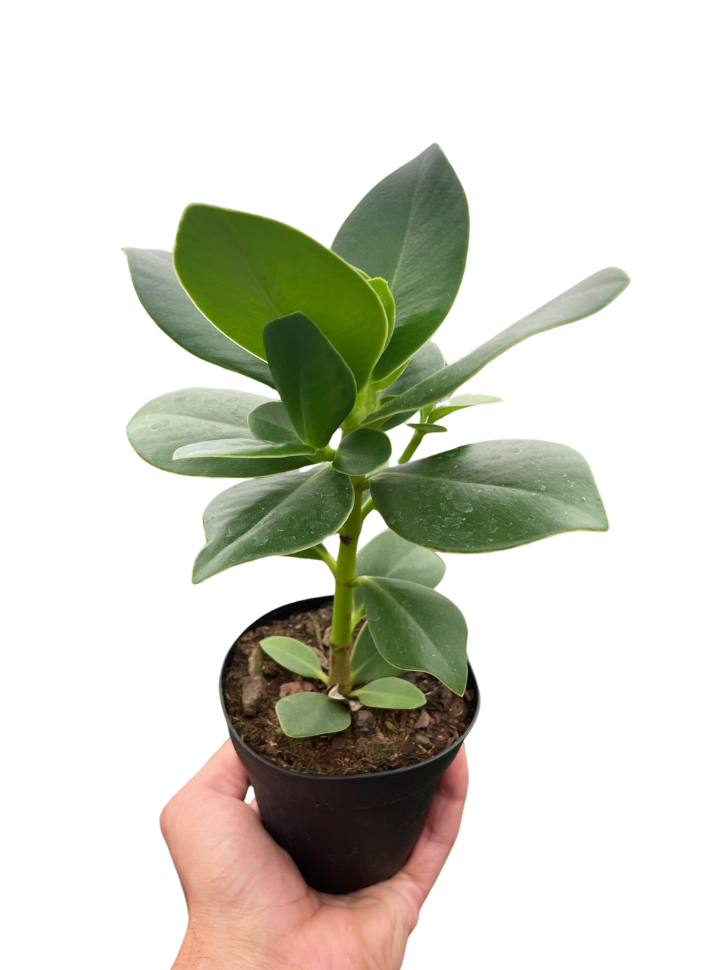 Clusia Princess Autograph Plant