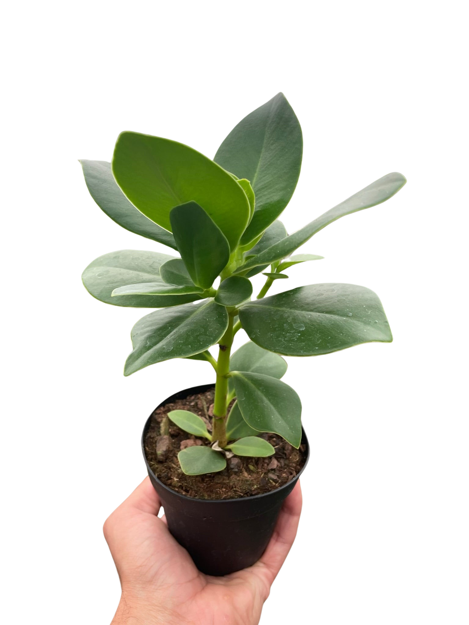 Clusia Princess Autograph Plant