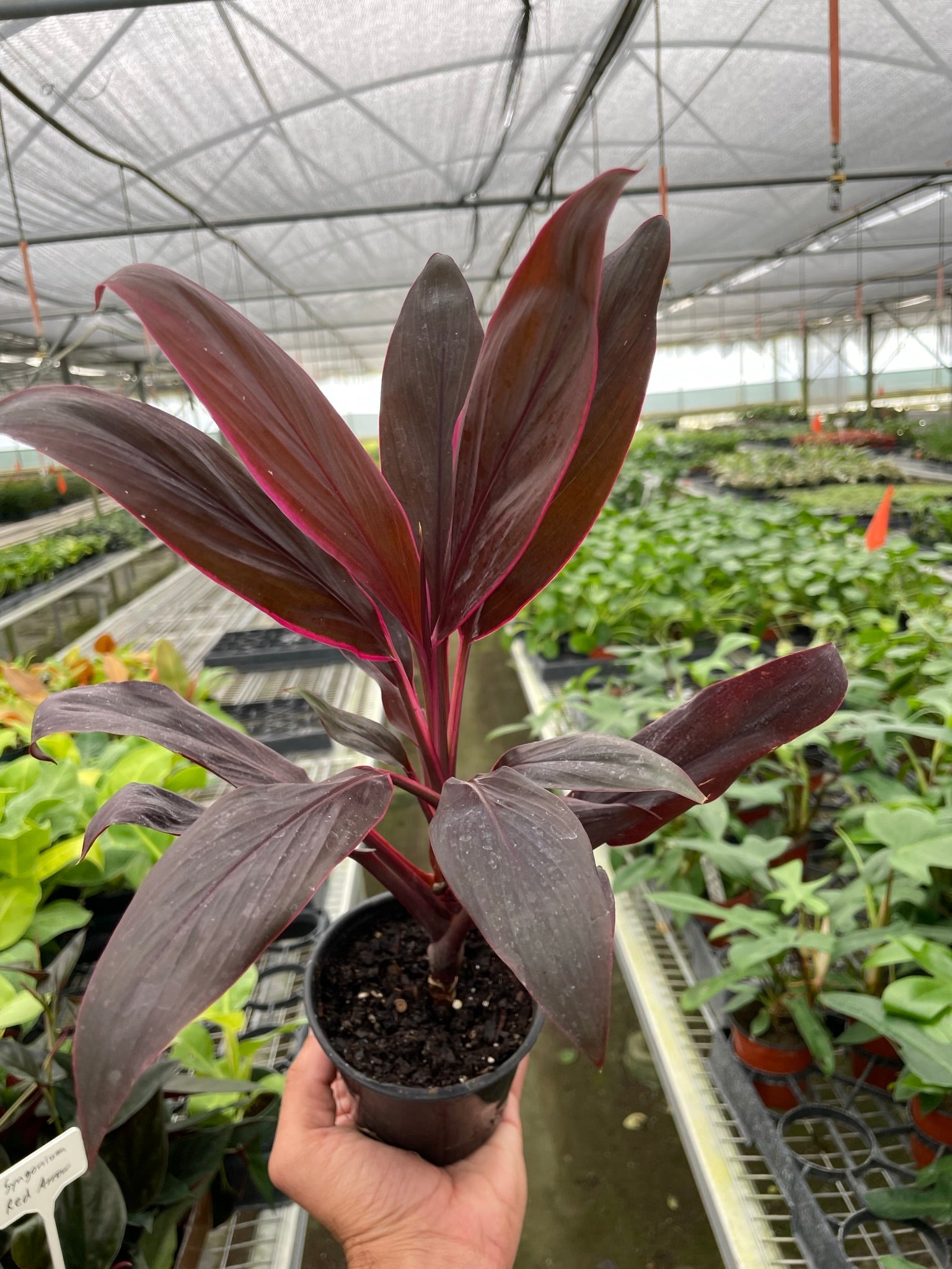 Cordyline Calypso Queen