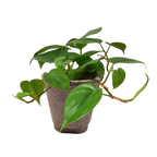 Philodendron Cordatum Heartleaf