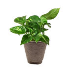 Pothos 'Golden'