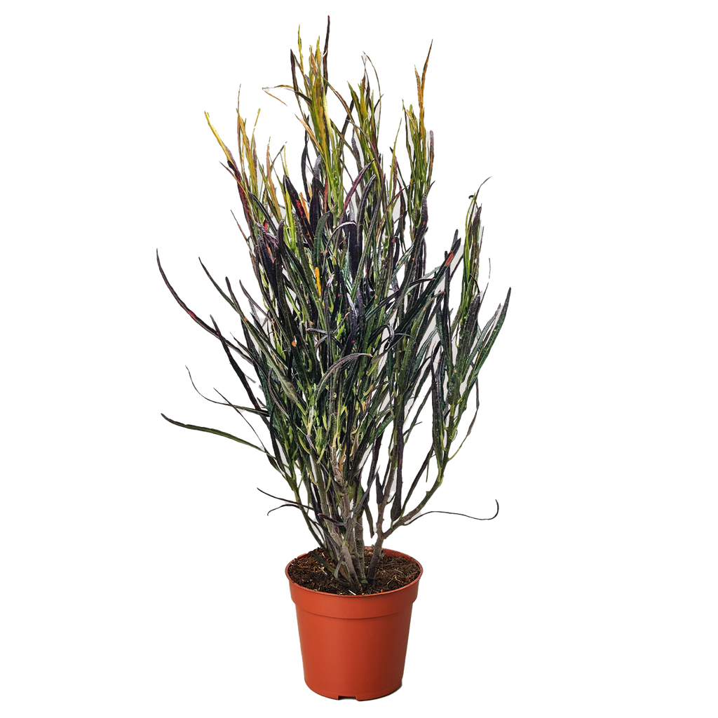 Croton Picasso