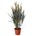Croton Picasso