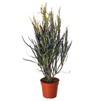 Croton Picasso