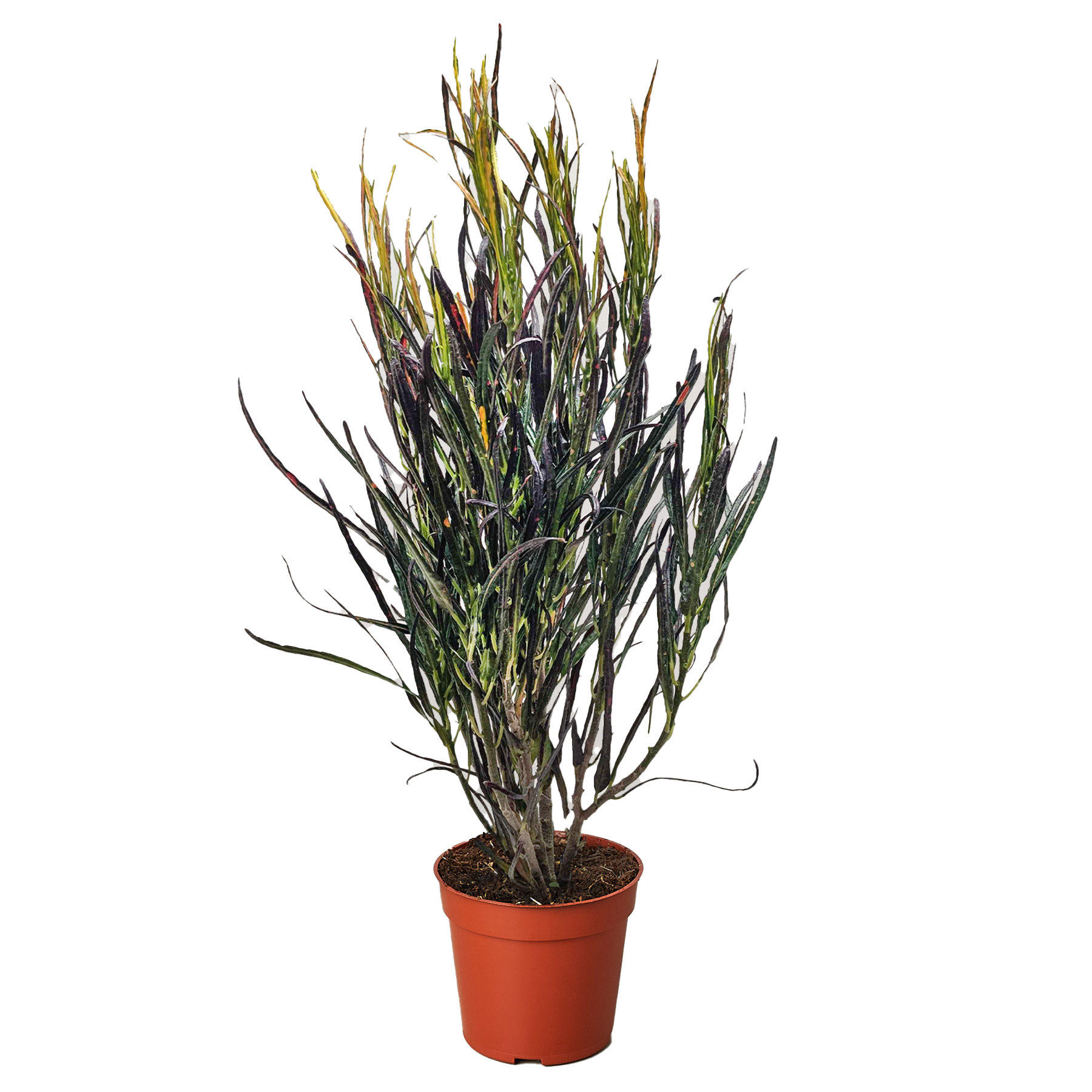 Croton Picasso