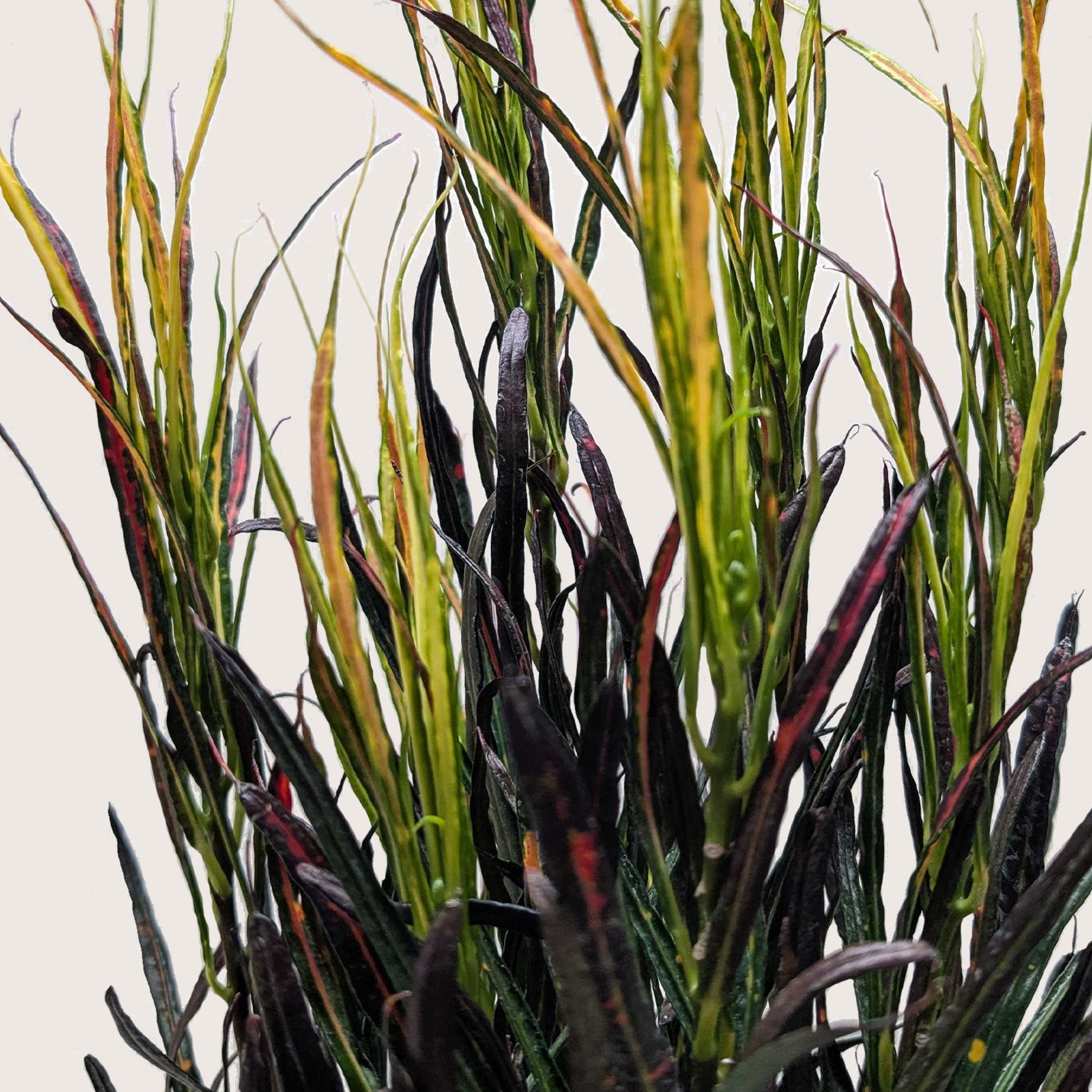 Croton Picasso