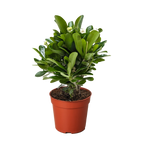 Crown of Thorns