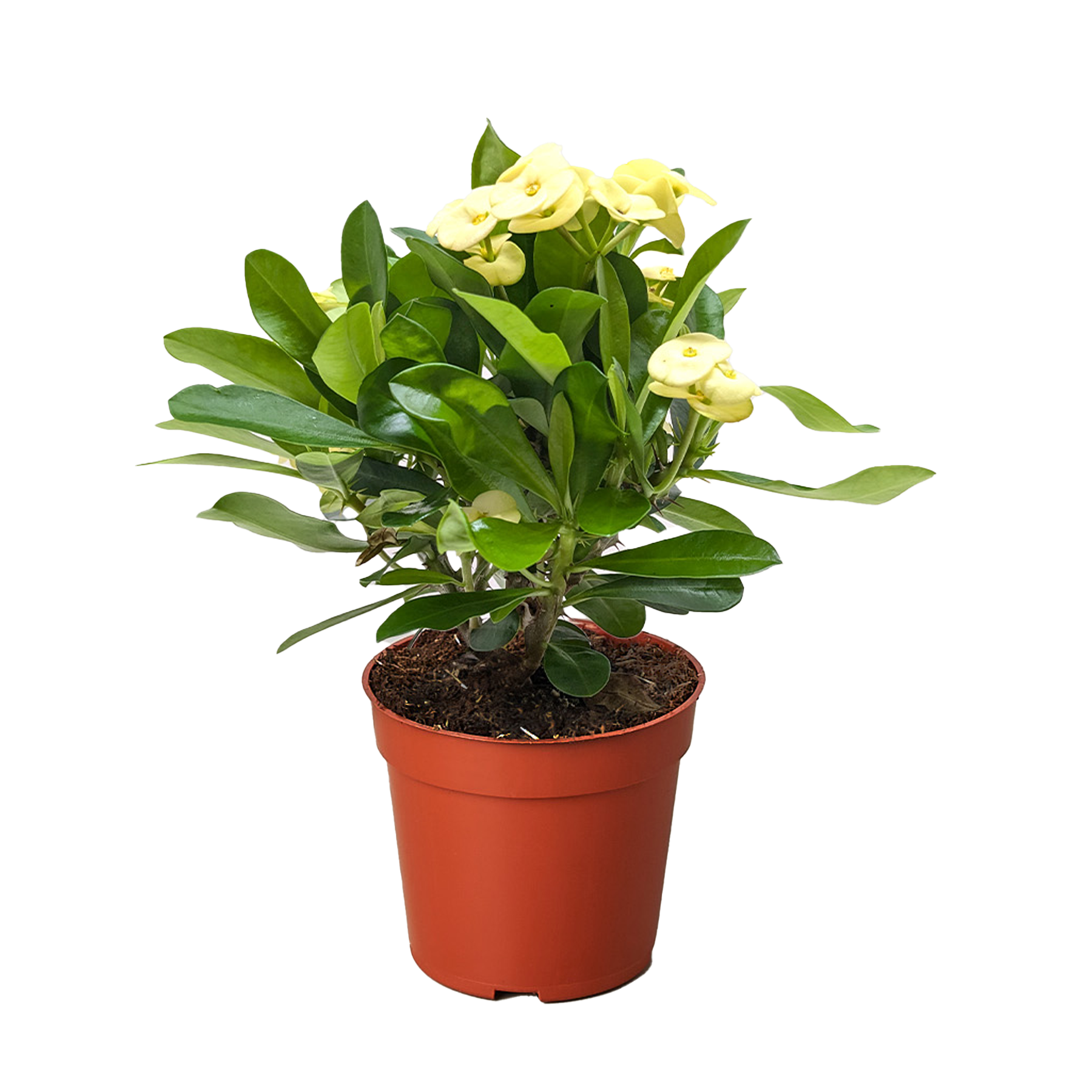 Crown of Thorns