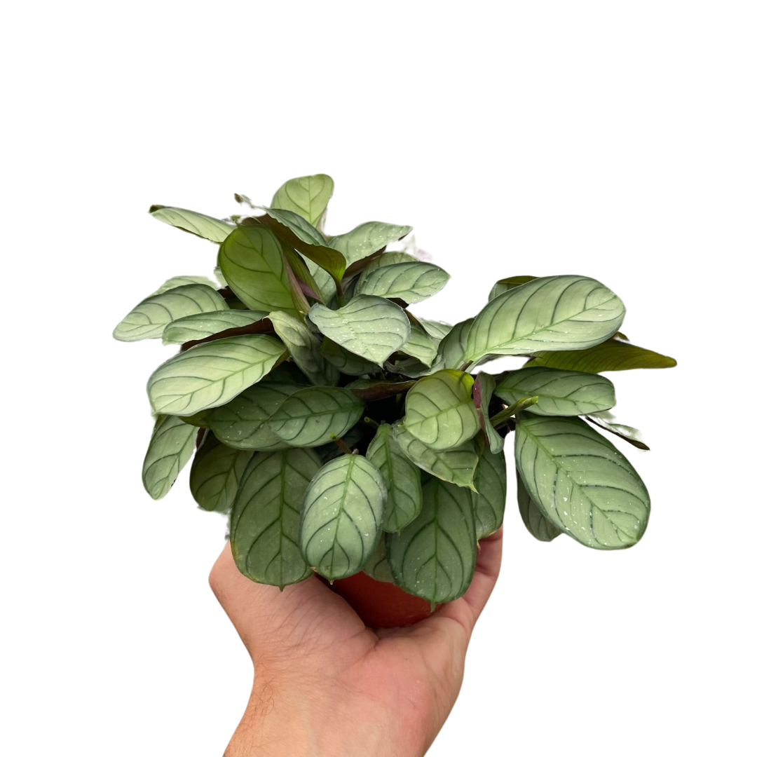 Ctenanthe Burle Marxii Amagris