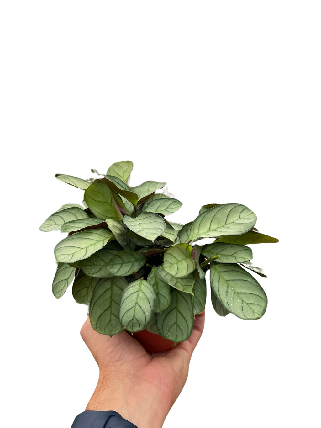 Ctenanthe Burle Marxii Amagris