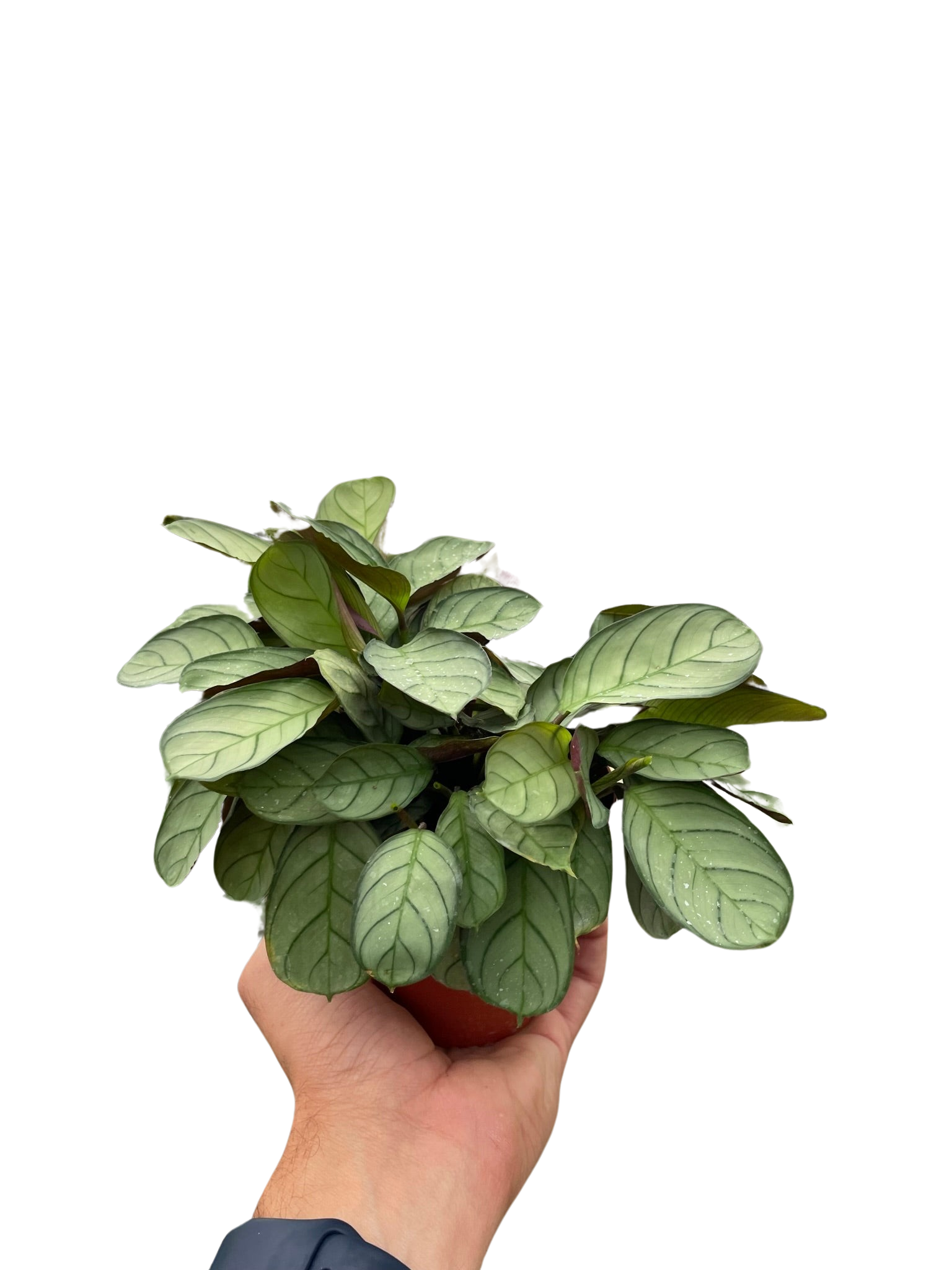 Ctenanthe Burle Marxii Amagris