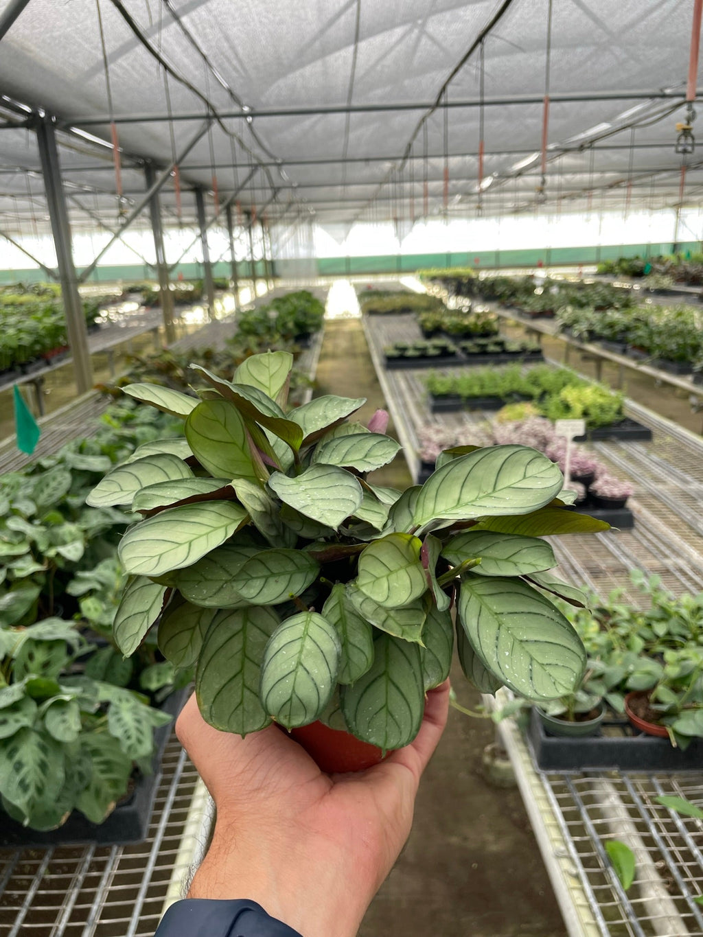 Ctenanthe Burle Marxii Amagris