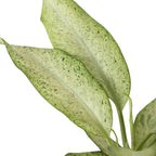 Dieffenbachia Camouflage