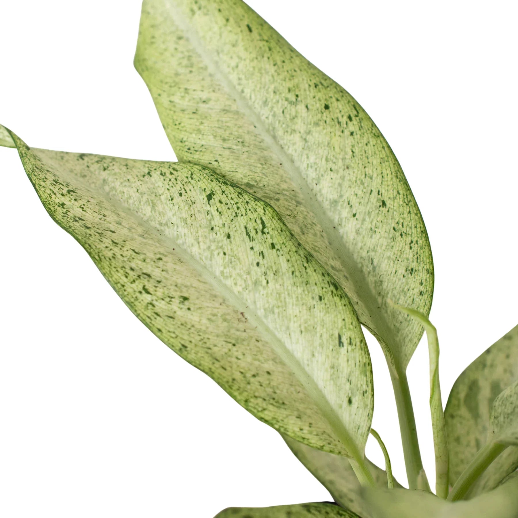 Dieffenbachia Camouflage