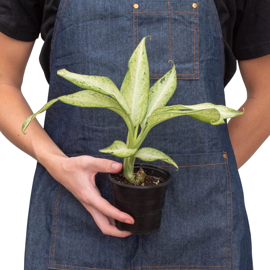 Dieffenbachia Camouflage