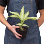 Dieffenbachia Camouflage