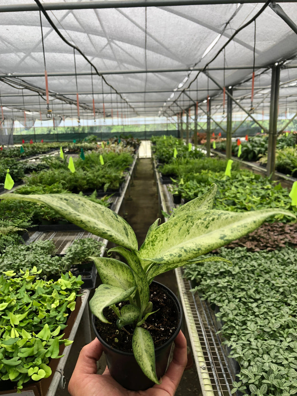 Dieffenbachia Camouflage