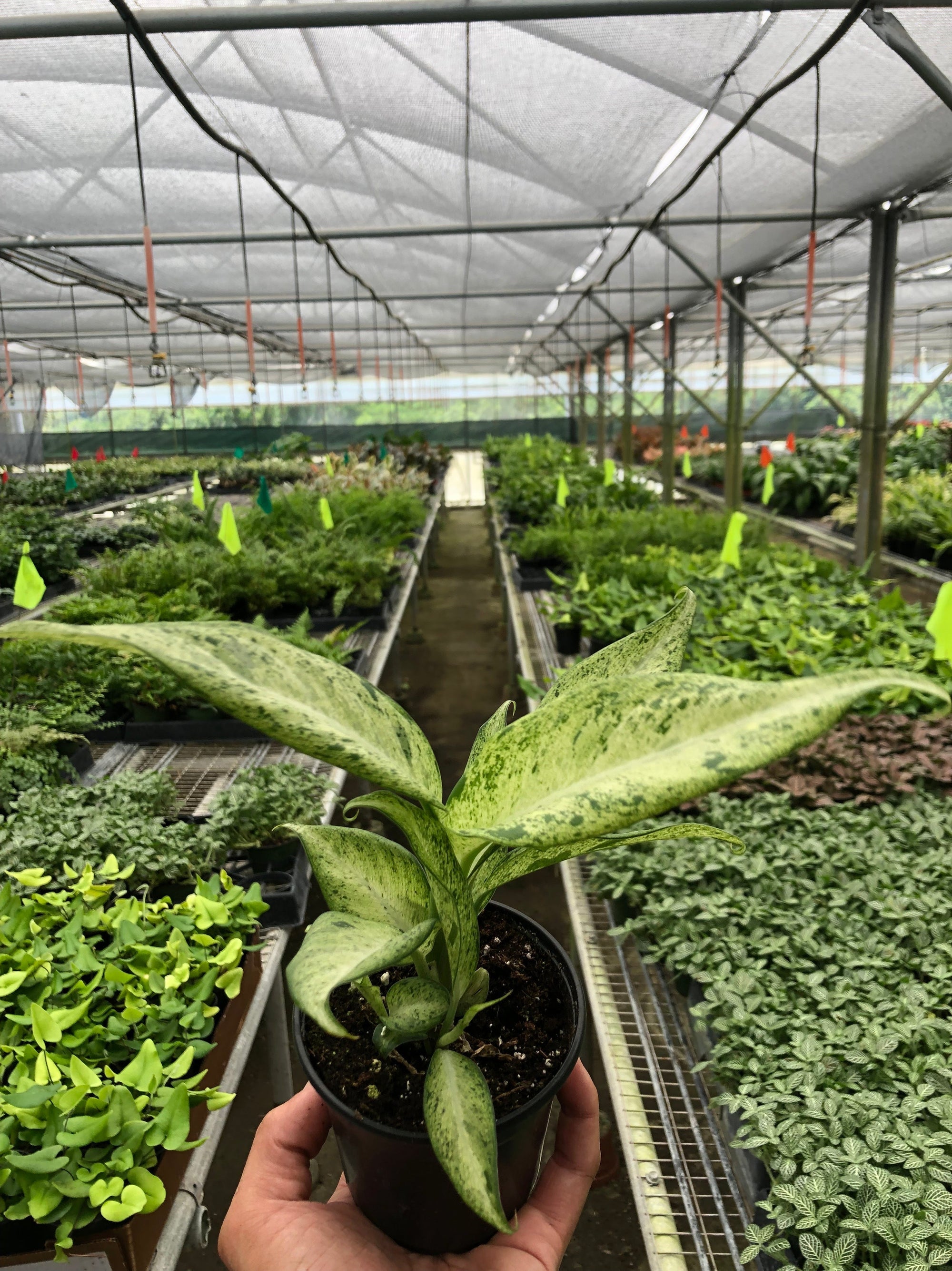 Dieffenbachia Camouflage