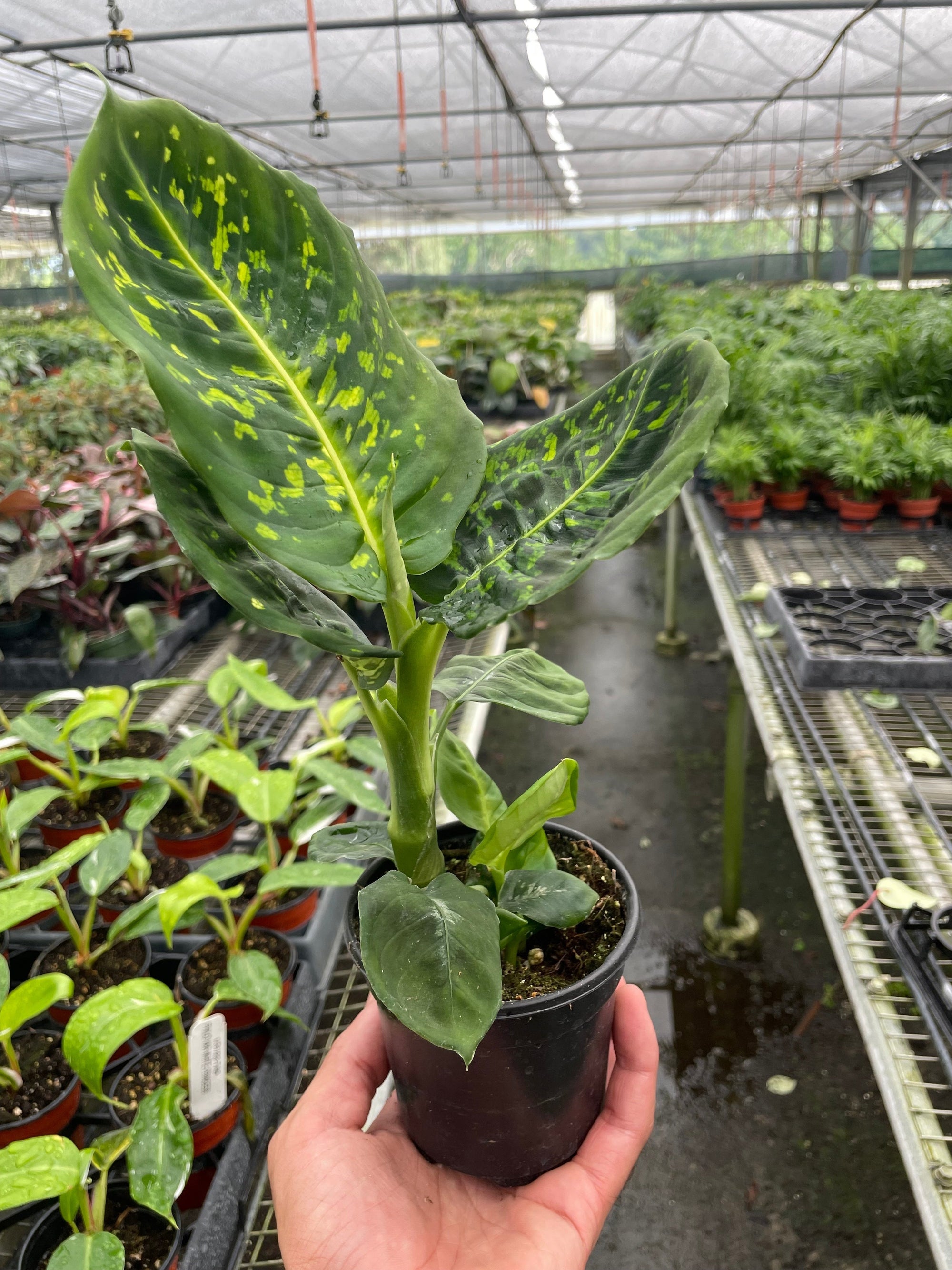 Dieffenbachia Reflector
