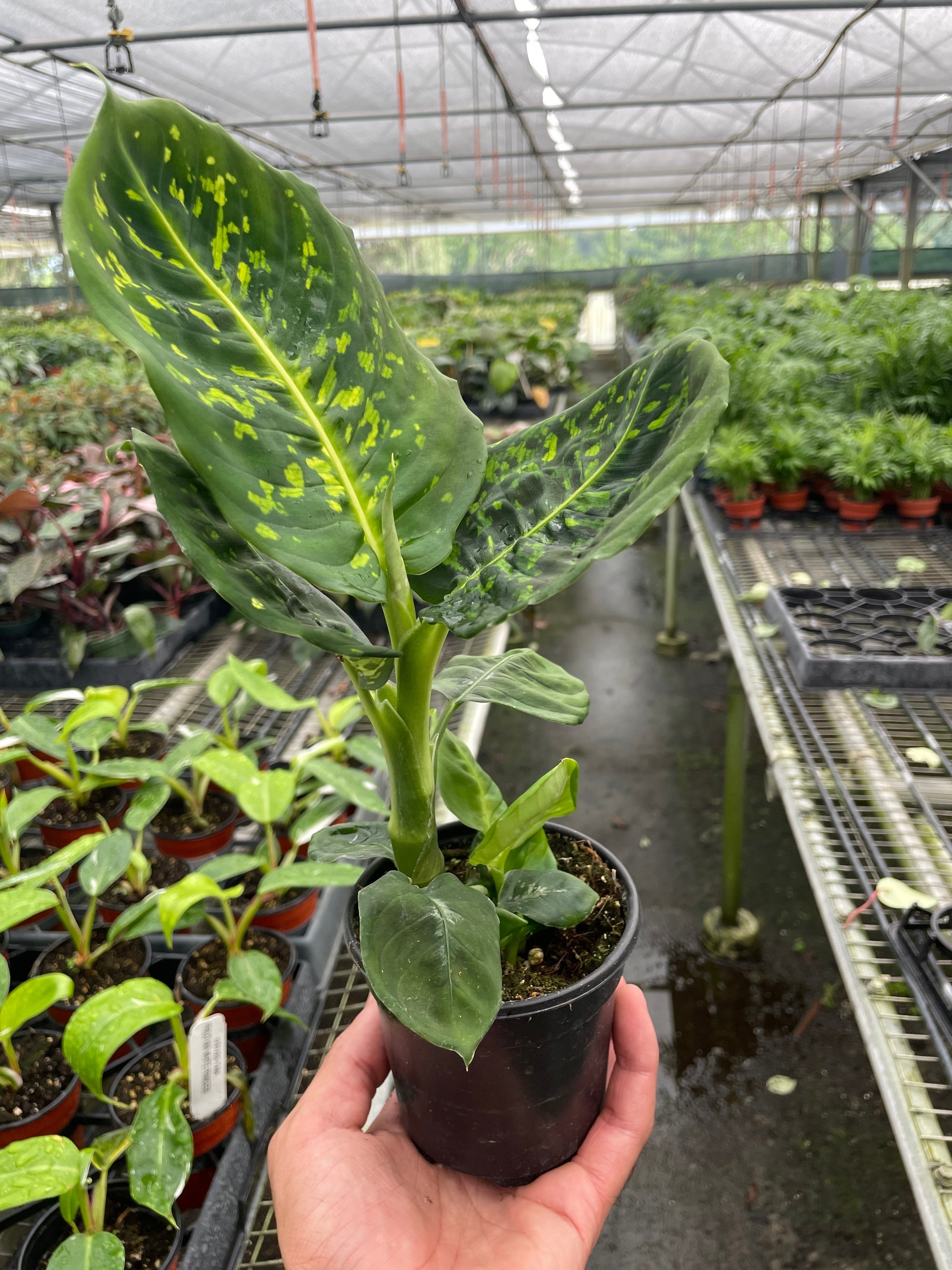 Dieffenbachia Reflector