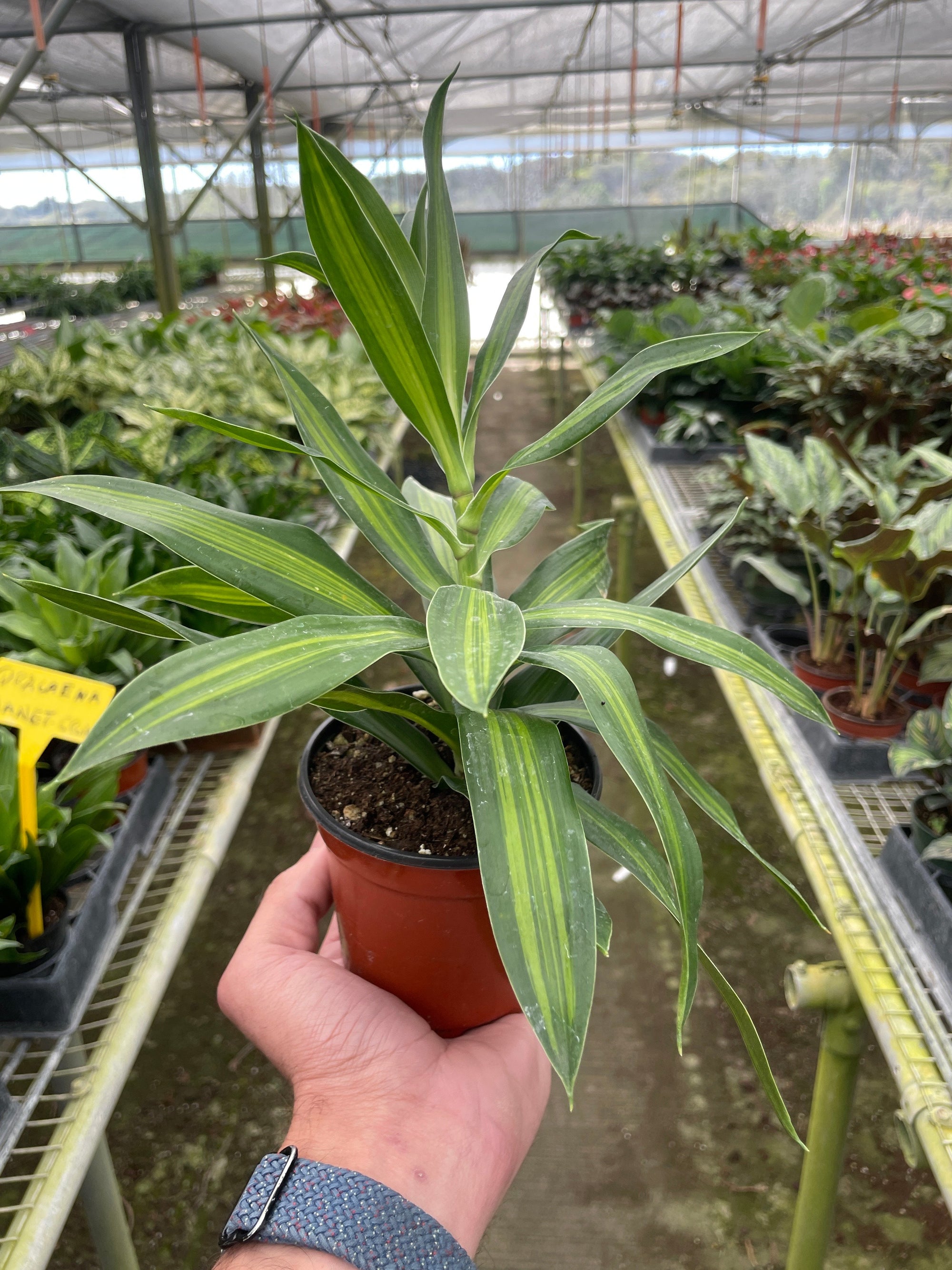 Dracaena Song Of Jamaica