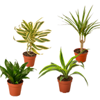 4 Different Dracaenas Variety Pack - Live House Plant - 4" Pot