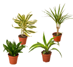 4 Different Dracaenas Variety Pack - Live House Plant - 4" Pot