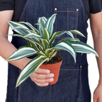 Dracaena Warneckii White Jewel
