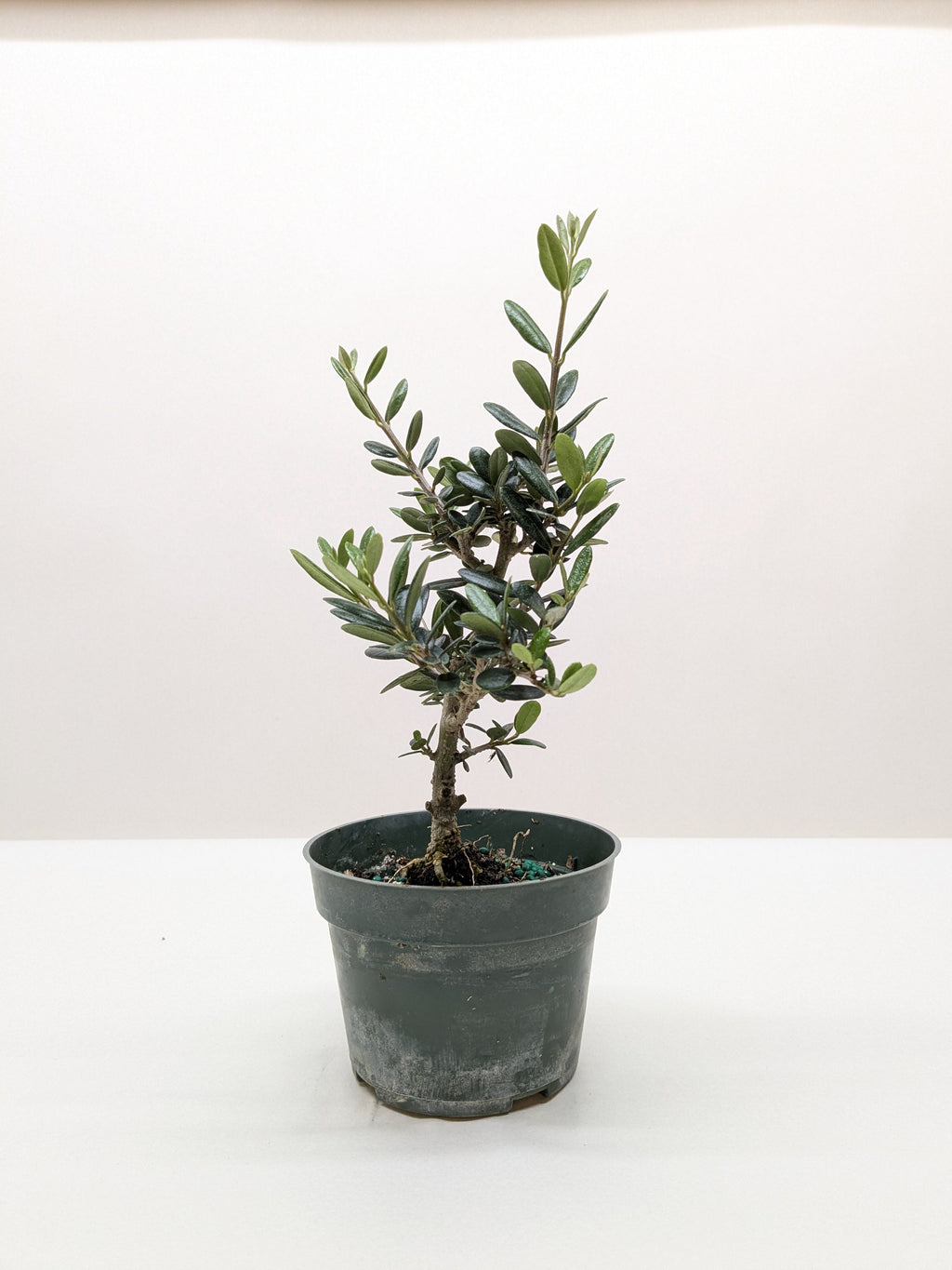 Common Olive Tree Olea Europaea