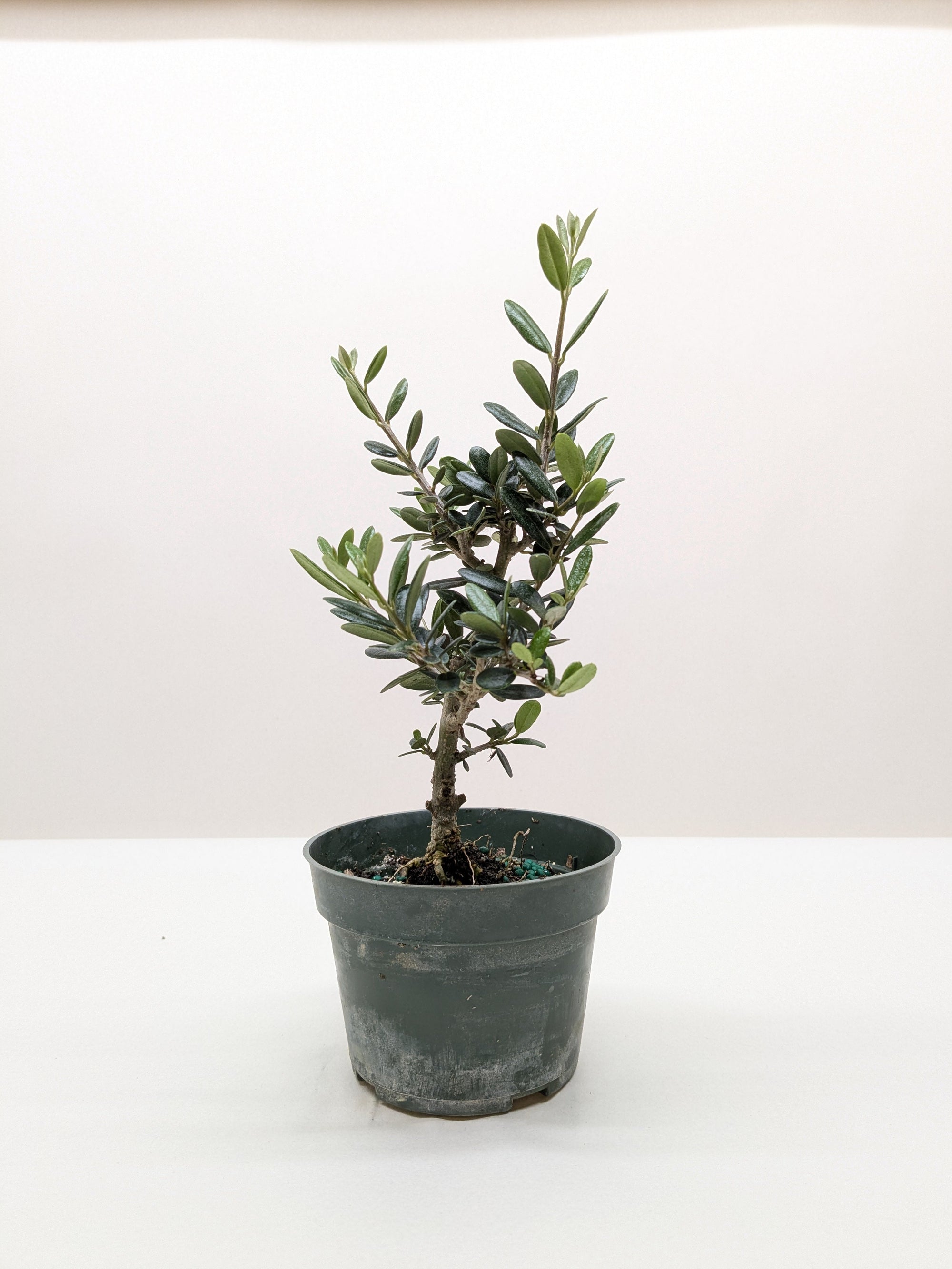 Common Olive Tree Olea Europaea