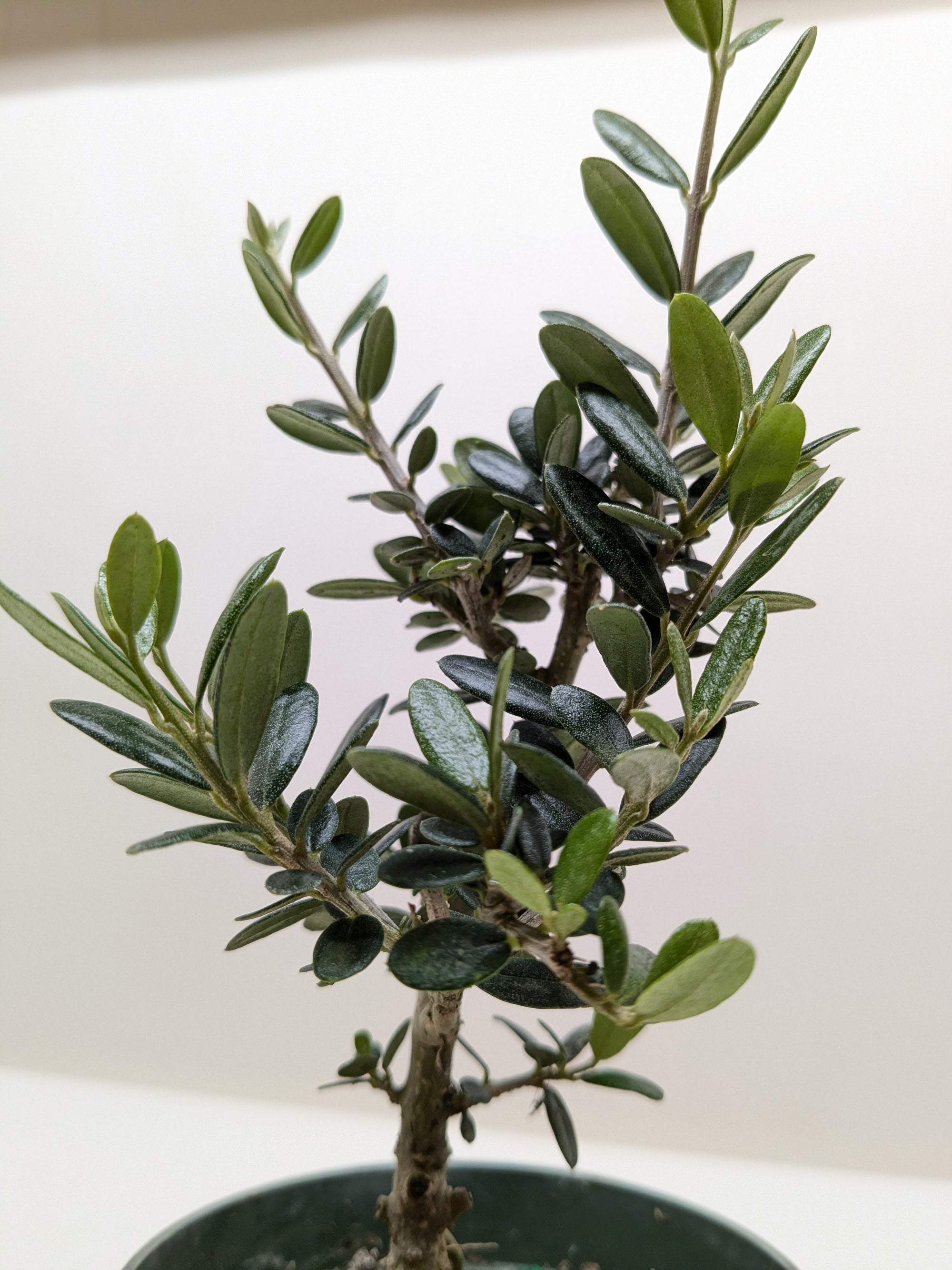 Common Olive Tree Olea Europaea