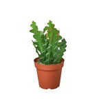 Epiphyllum Ric Rac Cactus