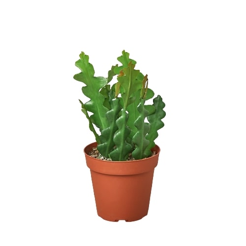 Epiphyllum Ric Rac Cactus