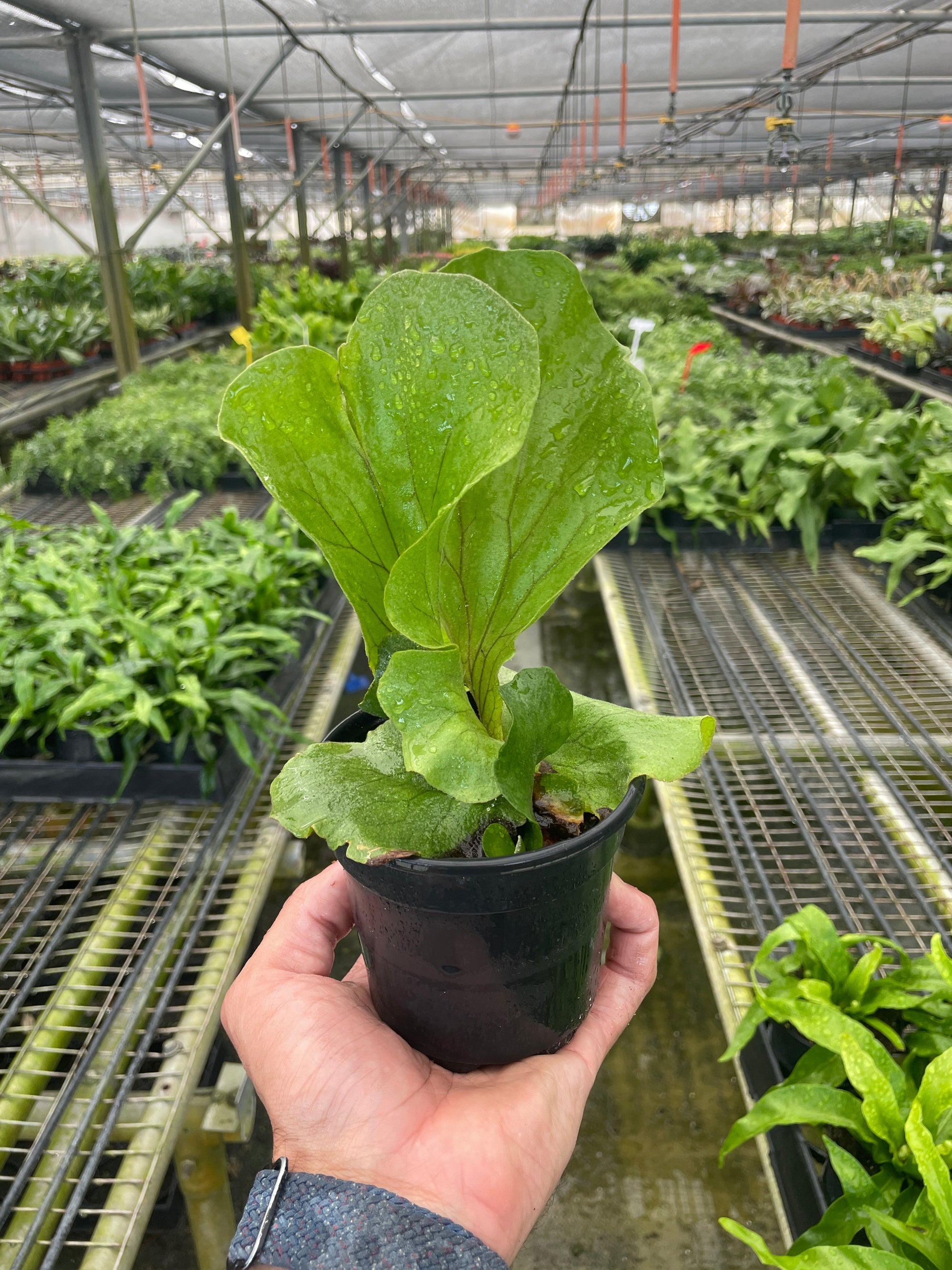 Fern Elephant
